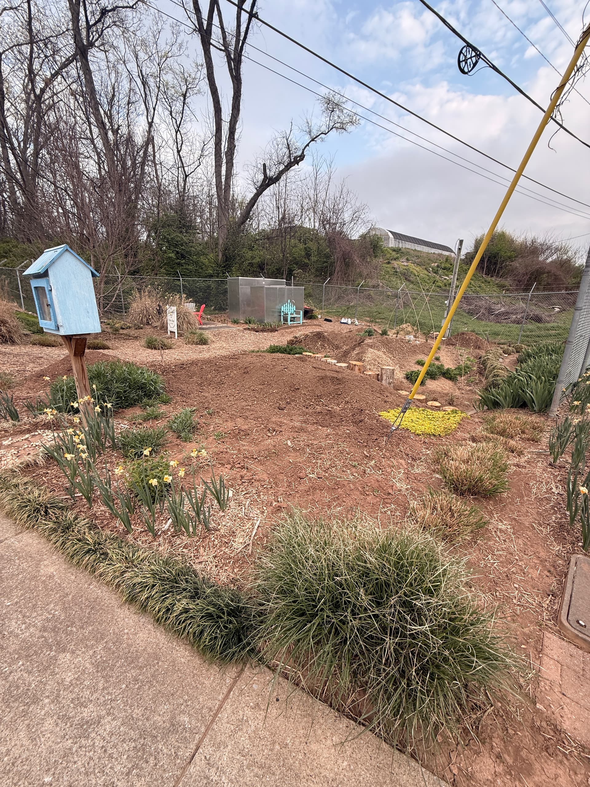 Wide view of COVID Park with little free library, daffodils, and ornamental grasses